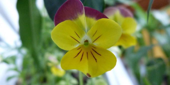 flores sin pretensiones para macizos de flores de color: Tres-Viola