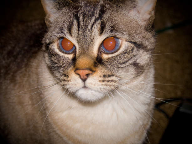 Juguetes para los gatos: punteros láser