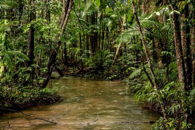 Datos de interés: 20% del oxígeno producido en la selva amazónica