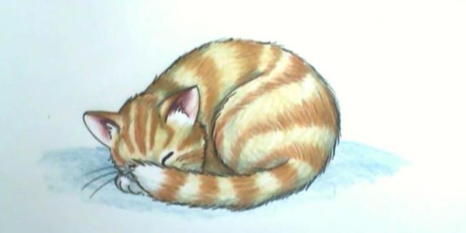 Cómo dibujar un gato durmiendo en un estilo realista