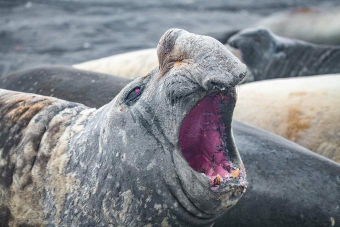 Antártida: foto de un elefante marino adulto