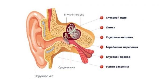 ¿Qué pasa si establecido la estructura del oído del oído
