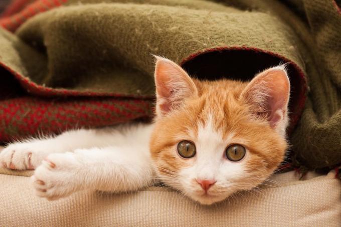 animal doméstico sin hogar: Comida para gatos