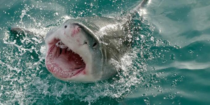 Conceptos erróneos populares: los tiburones atacan a los humanos por error