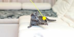 Gato azul ruso: descripción, naturaleza y reglas de cuidado.