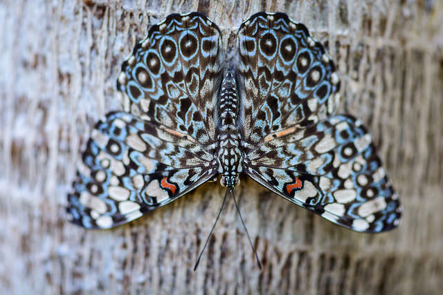 Qué hermoso es fotografiar una mariposa