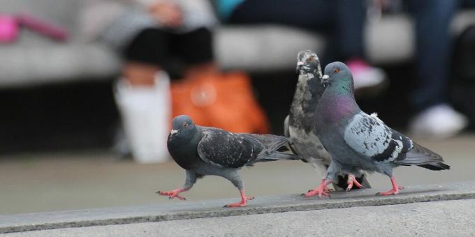 Las aves más inteligentes del mundo: palomas