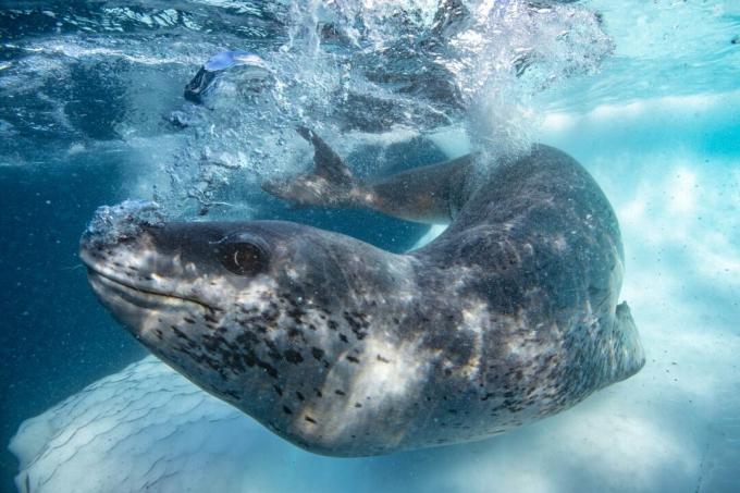 Antártida: foto de una foca leopardo