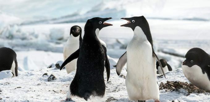Películas de pingüinos: "Los pingüinos"
