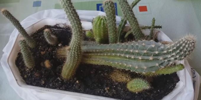 Cómo cuidar de cactus: deformación debida a la falta de luz