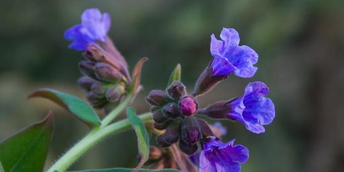 lungwort