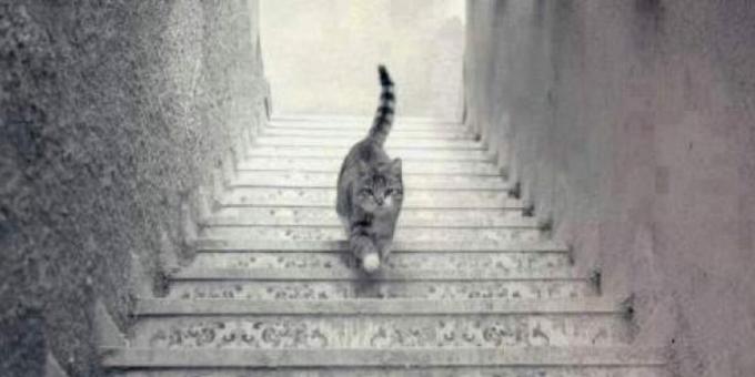 Gato subiendo las escaleras