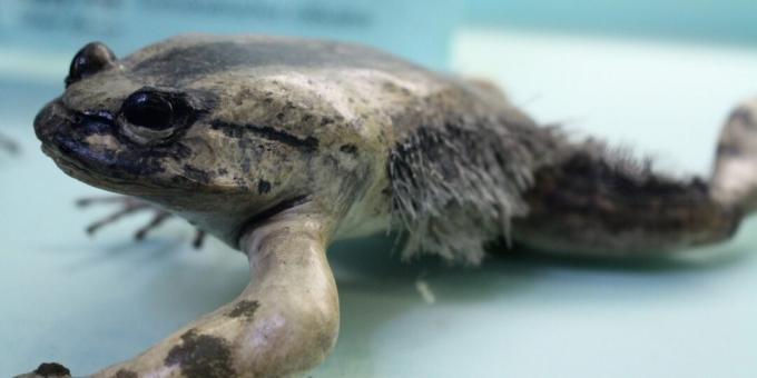 Animales insólitos: una rana que lucha con fragmentos de sus propios huesos