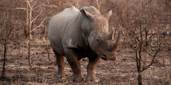 Cuerno de rinoceronte