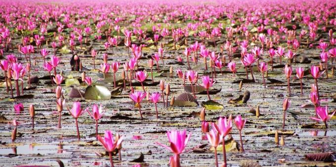 territorio asiático atrae a los turistas a sabiendas: Lago Nong Han Kumphavapi, Tailandia