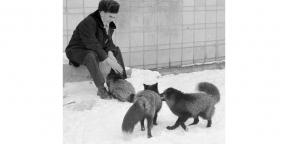 El libro del día: "¿Cómo domesticar el zorro (y se convierten en un perro)" - experimento para crear la mascota perfecta