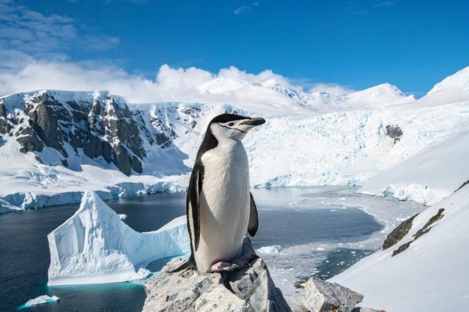 Antártida: foto de un pingüino