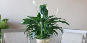 Cómo cuidar de Spathiphyllum en casa