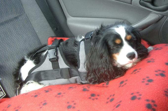 obtener un cinturón de seguridad para perros
