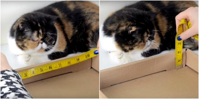 Poste rascador DIY para gatos: toma medidas