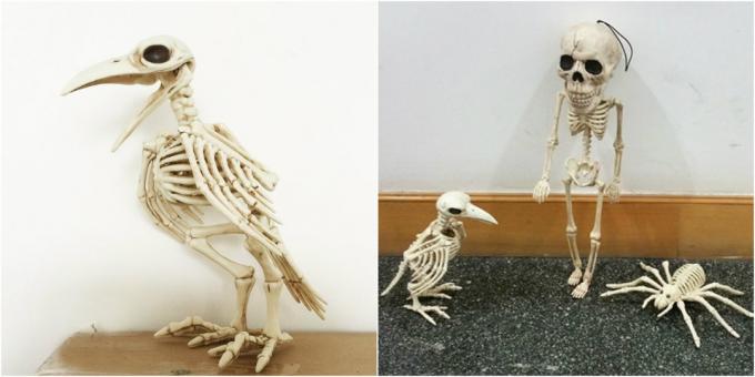 cuervo esqueleto